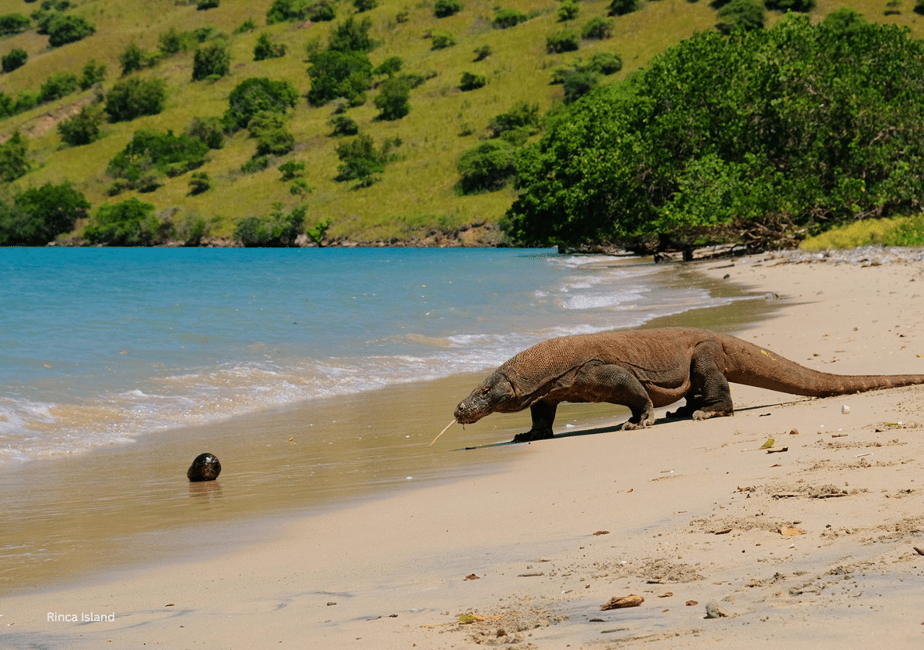 image n.9 of Komodo: 4-Day Private Tour with Overnight Boat and Hotel activity in East Nusa Tenggara, uploaded by supplier