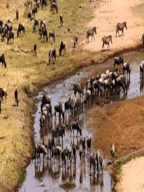 Image N°4 de Voyage d'une journée en Tanzanie - Safari de grande envergure - Aventures de faune et de flore activité à Région d'Arusha, publiée par le prestataire