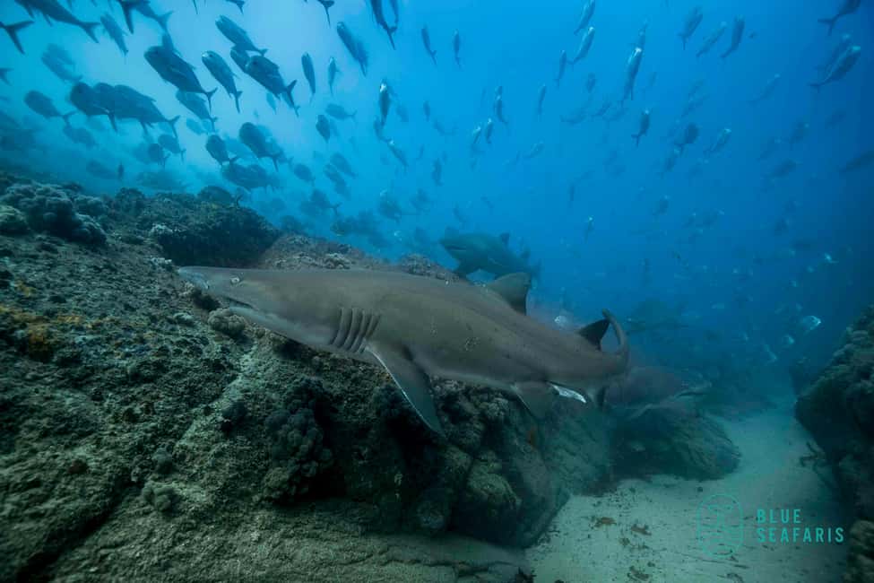 image n.7 of Byron Bay: Snorkelling Tour of Julian Rocks "Nuthungulli" activity in Byron Bay, uploaded by supplier