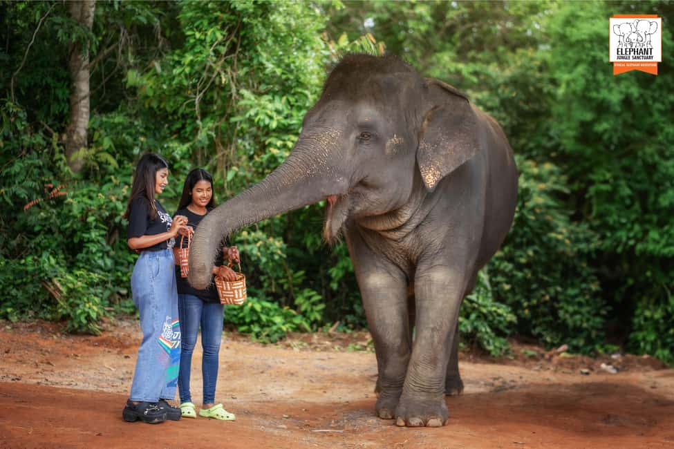 billede nr.8 af aktiviteten Phuket: Oplevelse af etisk fodring i Elephant Jungle Sanctuary i Kathu, Phuket, uploadet af udbyder