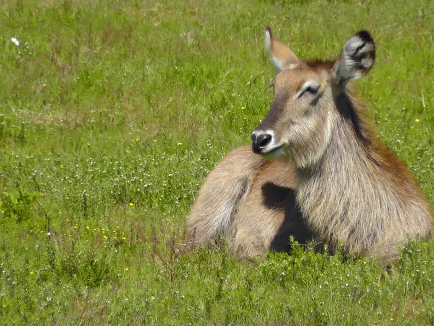 image n.17 of Port Elizabeth:2-Day Schotia Safaris & Addo Wildlife Reserve activity in Eastern Cape, uploaded by supplier