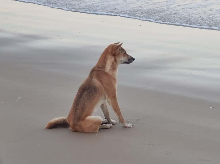 image n.11 of Hervey Bay to K'gari/Fraser Island 2-Day Tour (Beach House) activity in Queensland, uploaded by supplier