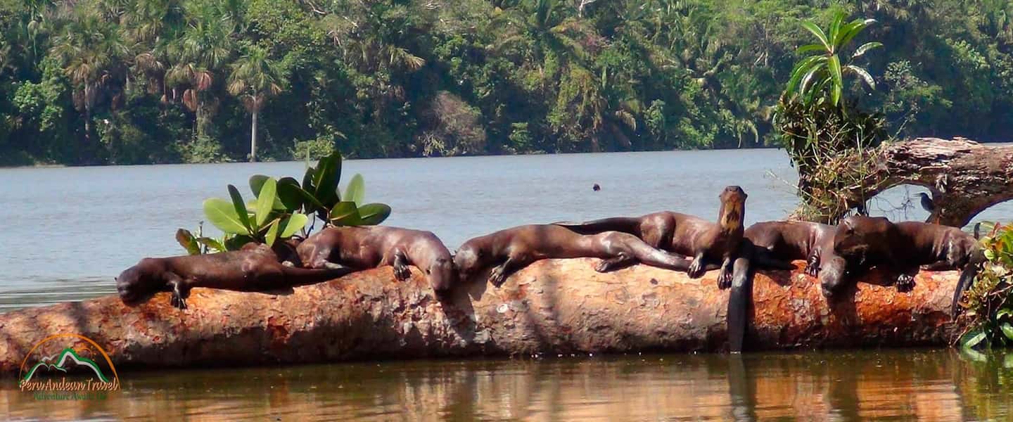 image n.2 of From Puerto Maldonado | Jungle hike + Sandoval Lake | activity in Puerto Maldonado, uploaded by supplier
