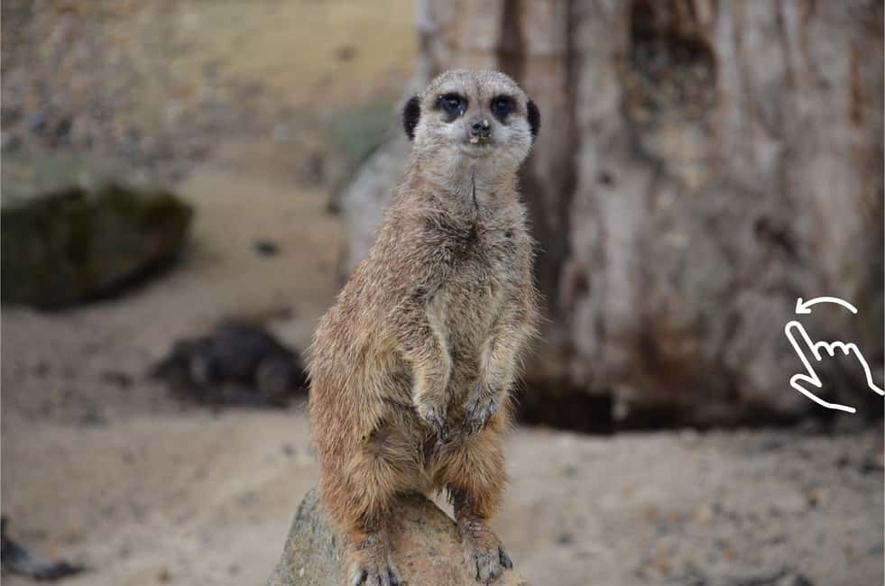 Bild Nr. 11 von Krakau: Zoo mit Abholung vom Hotel Aktivität in Krakau, hochgeladen vom Anbieter