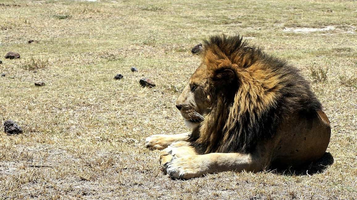 Image N°10 de Arusha : Safari en camping de plusieurs jours au Serengeti et au Ngorongoro activité à Région d'Arusha, publiée par le prestataire