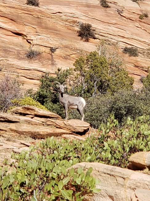 image n.13 of Small Group Tour Zion & Bryce Canyon National from Las Vegas activity in Utah, uploaded by supplier