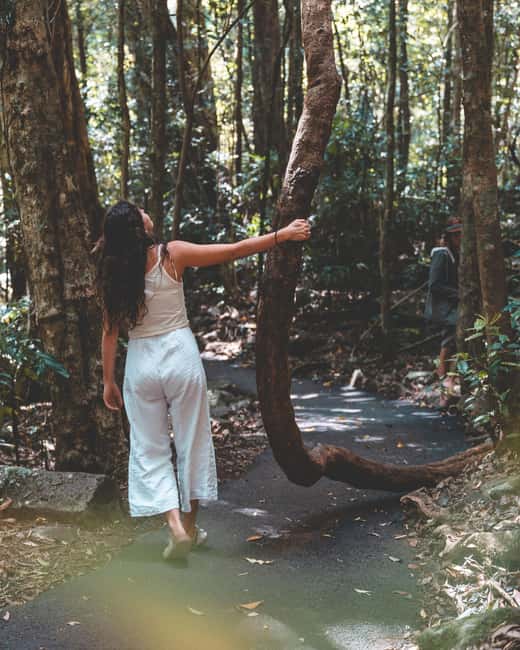 image n.5 of Brisbane: Rainforests, Waterfalls and Glow Worm Cave Tour activity in Gold Coast, uploaded by supplier