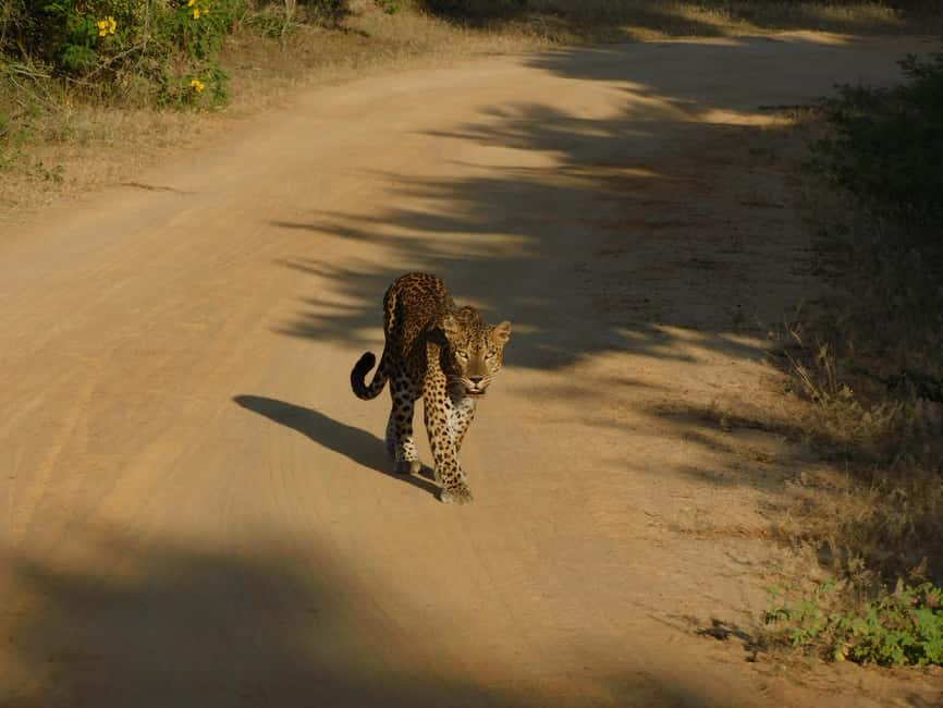 image n.4 of Yala Safari Tour from Hambantota Port area (Shore Excursion) activity in Hambantota, uploaded by supplier