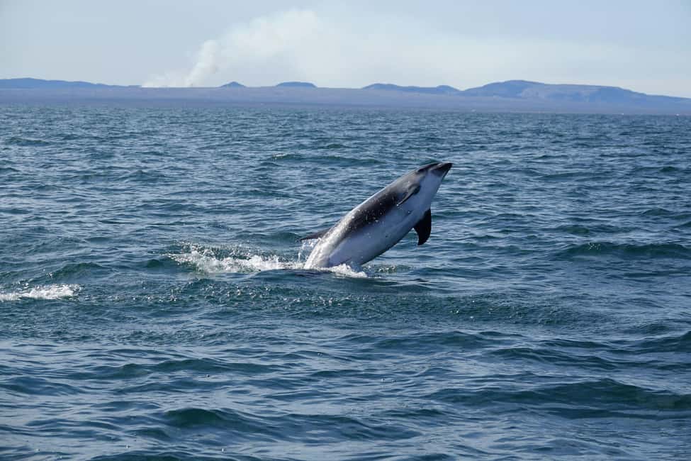 imagen n.º 19 de Reikiavik: Crucero de avistamiento de ballenas y vida marina actividad en Vesturland, subida por el proveedor