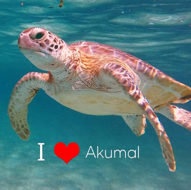 image n.4 of Akumal: Guided Turtle Snorkeling Tour and pictures activity in Akumal, uploaded by supplier