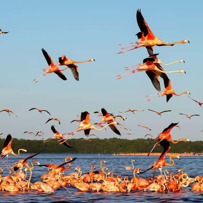 image n.6 of Merida: Celestun Boat Ride Mangrove Experience! Beach Time activity in Celestún, uploaded by supplier