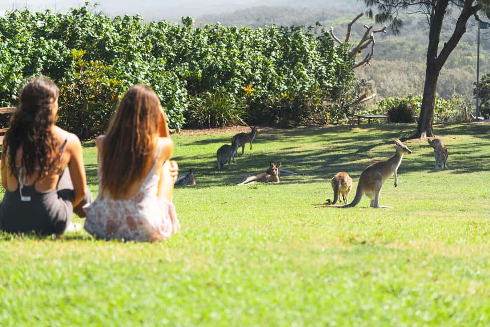 image n.13 of Brisbane: Stradbroke Island Tour - Beaches, Wildlife & Vibes activity in Brisbane, uploaded by supplier