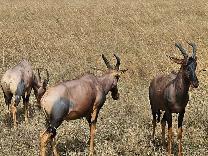 image n.17 of Mombasa: Tsavo East National Park Day Trip with Lunch activity in Coast Province, uploaded by supplier