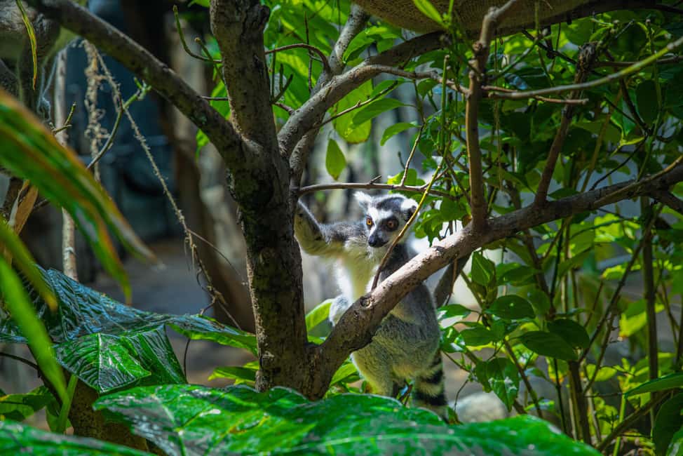 image n.1 of The Green Planet - Dubai's Unique Indoor Rainforest activity in Dubai, uploaded by supplier