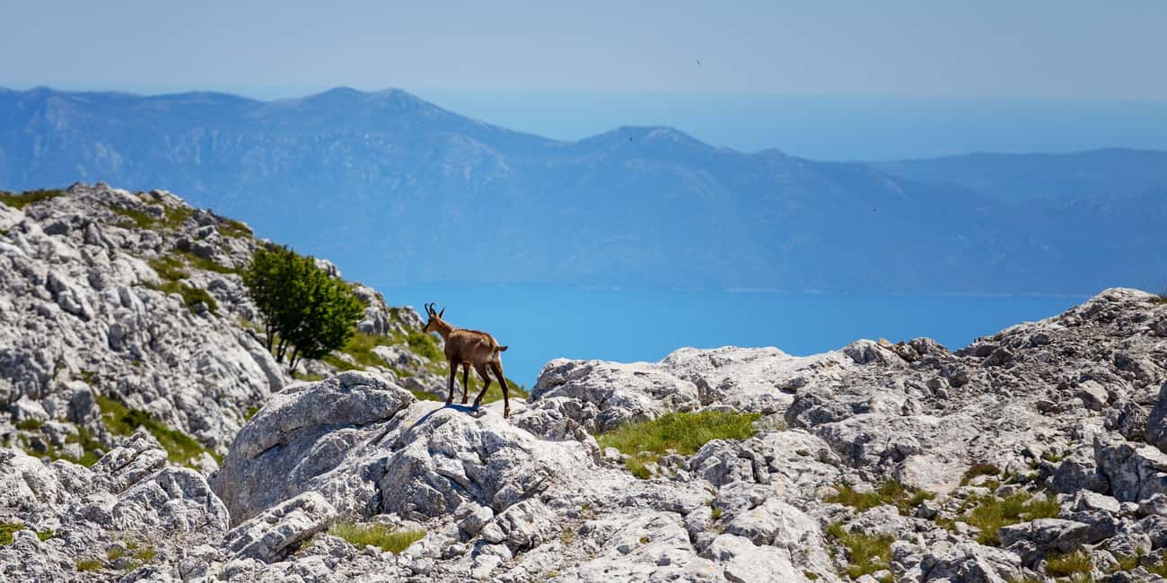 image n.23 of Makarska: Skywalk Tuk-Tuk Tour with Skip-the-Line Ticket activity in Dalmatia, uploaded by supplier