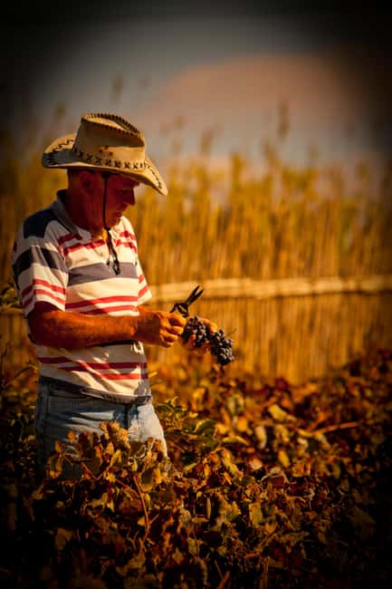 image n.1 of Visit to Colares Vineyards - Hélder Cunha Winemaker activity in Colares, uploaded by supplier