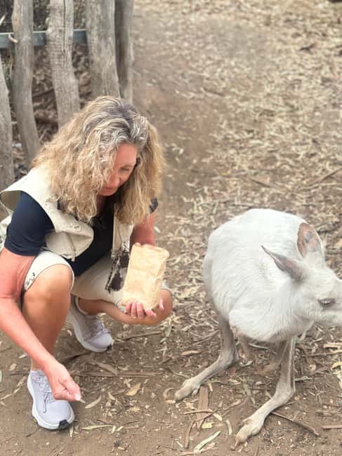 imagen n.º 112 de Desde Adelaida: Abraza a un Koala y Visita Histórica a Hahndorf actividad en Adelaida, subida por el proveedor