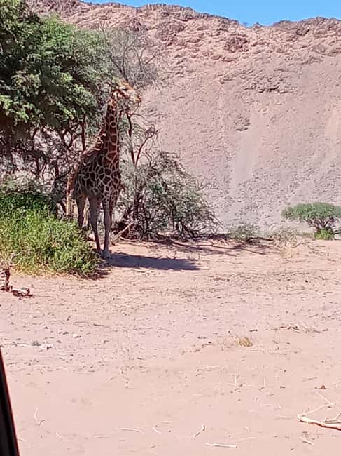 image n.22 of Elephant Adventure with Herson - a native of Damaraland activity in Kunene Region, uploaded by supplier