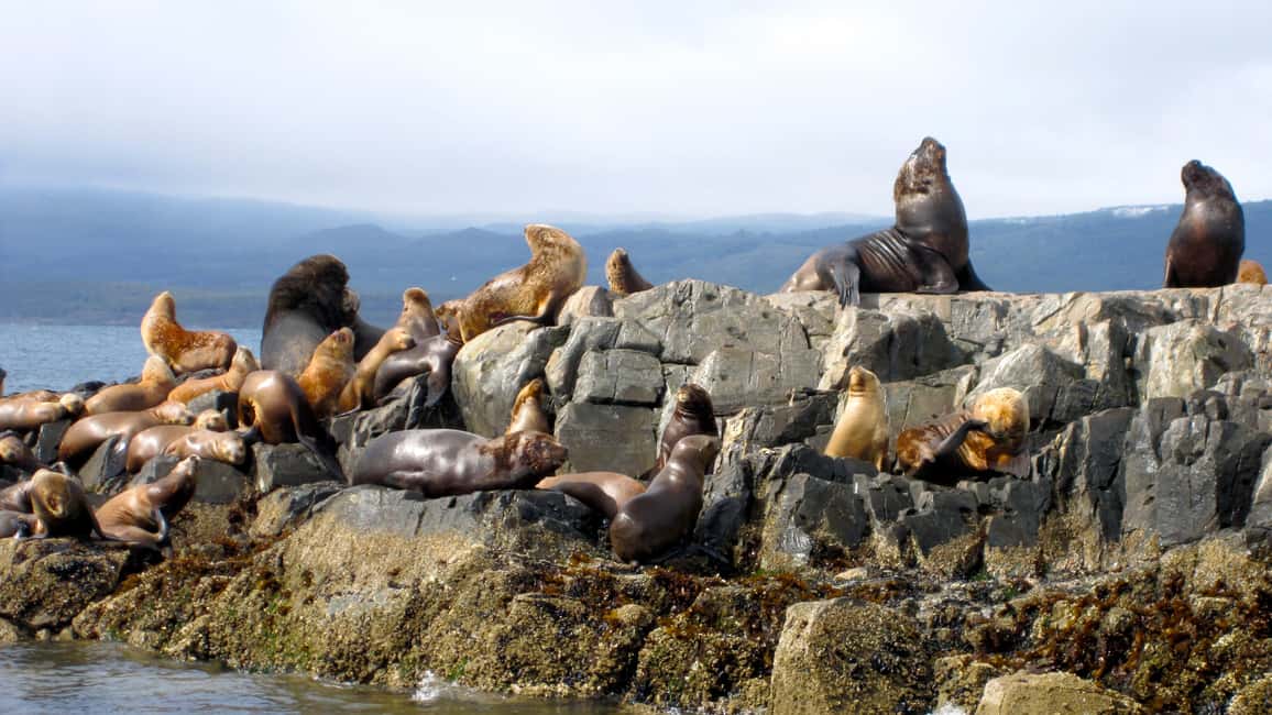 imagem n.3 de Ushuaia: Passeio de barco pelo Canal de Beagle e experiência com pinguins atividade em Terra do Fogo, carregada pelo fornecedor