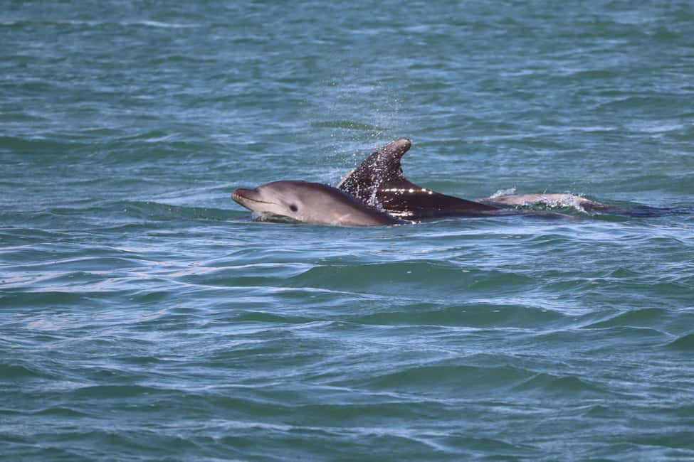 Bild Nr. 4 von Faro: Delfin- und Wildtierbeobachtung im Atlantischen Ozean Aktivität in Algarve, hochgeladen vom Anbieter