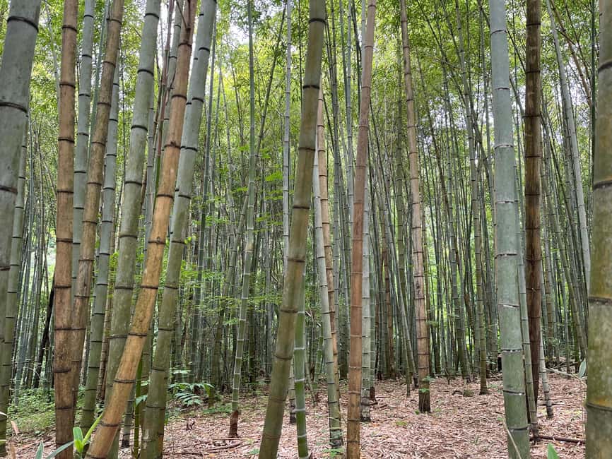 image n.12 of Nagoya: Nakasendo Trail with Cultural Experience & transport activity in Chubu Region, uploaded by supplier