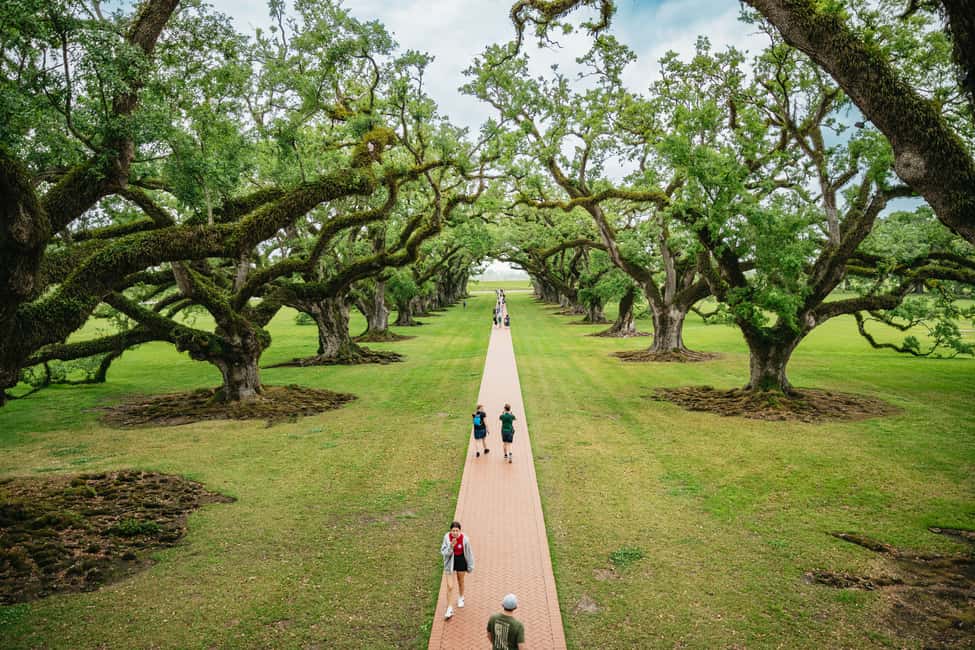 Immagine nº 2 di New Orleans: Escursione di un giorno alla piantagione di Oak Alley e alla crociera nella palude attività a Vacherie, Louisiana, caricata dal fornitore
