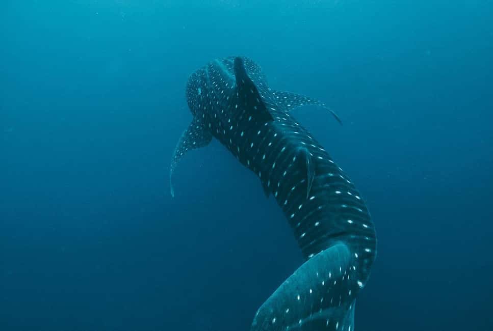 image n.2 of Whale Shark swimming ocean safari all included tour activity in Quintana Roo, uploaded by supplier