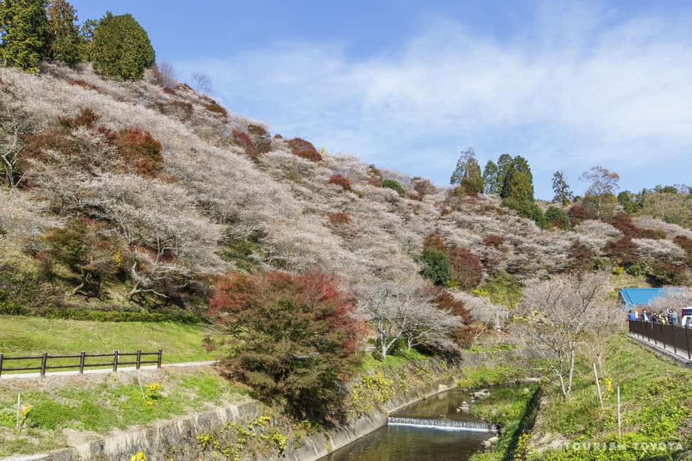 image n.14 of From Nagoya: Obara Shiki-Zakura and Korankei Autumn Trip activity in Nagoya, uploaded by supplier