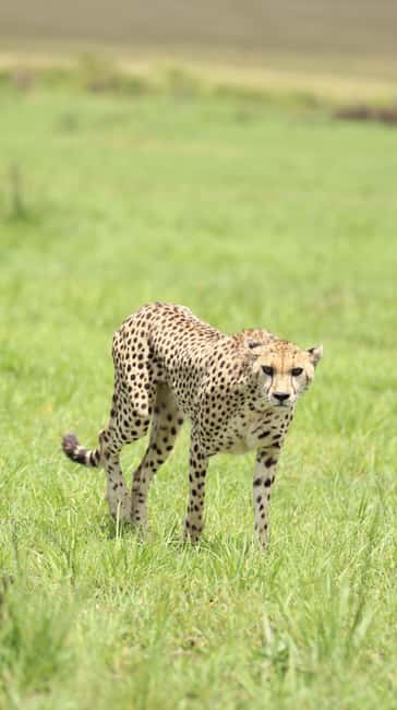 image n.97 of From Nairobi to Masai Mara Reserve & Village visit Day trip activity in Central Kenya, uploaded by supplier