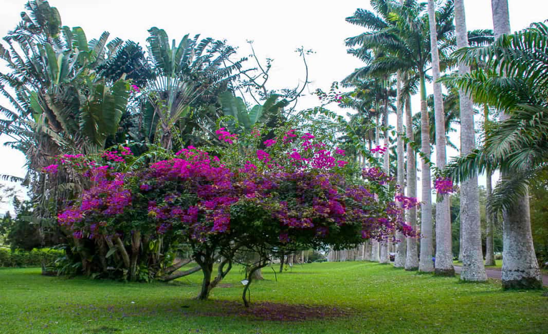image n.4 of Boti Falls, Umbrella Rock, Aburi Gardens & Cocoa Farm Tour activity in Aburi, uploaded by supplier