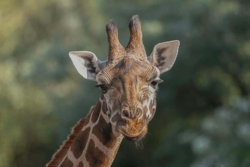 image n.17 of Brugelette: Pairi Daiza Zoo Entry Ticket activity in Brugelette, uploaded by supplier