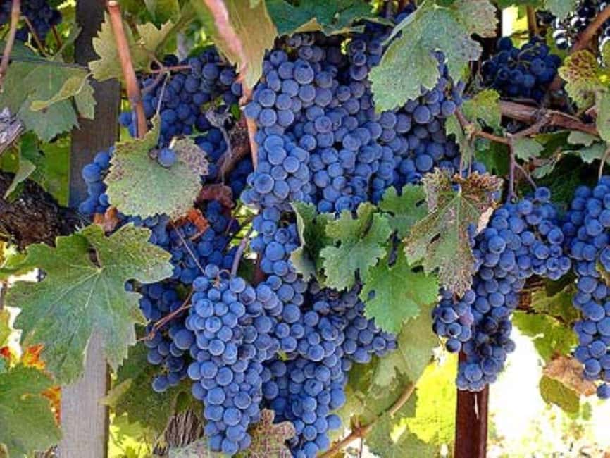 image n.1 of From Napa: Private Wine Tour to Guerneville activity in California, uploaded by supplier