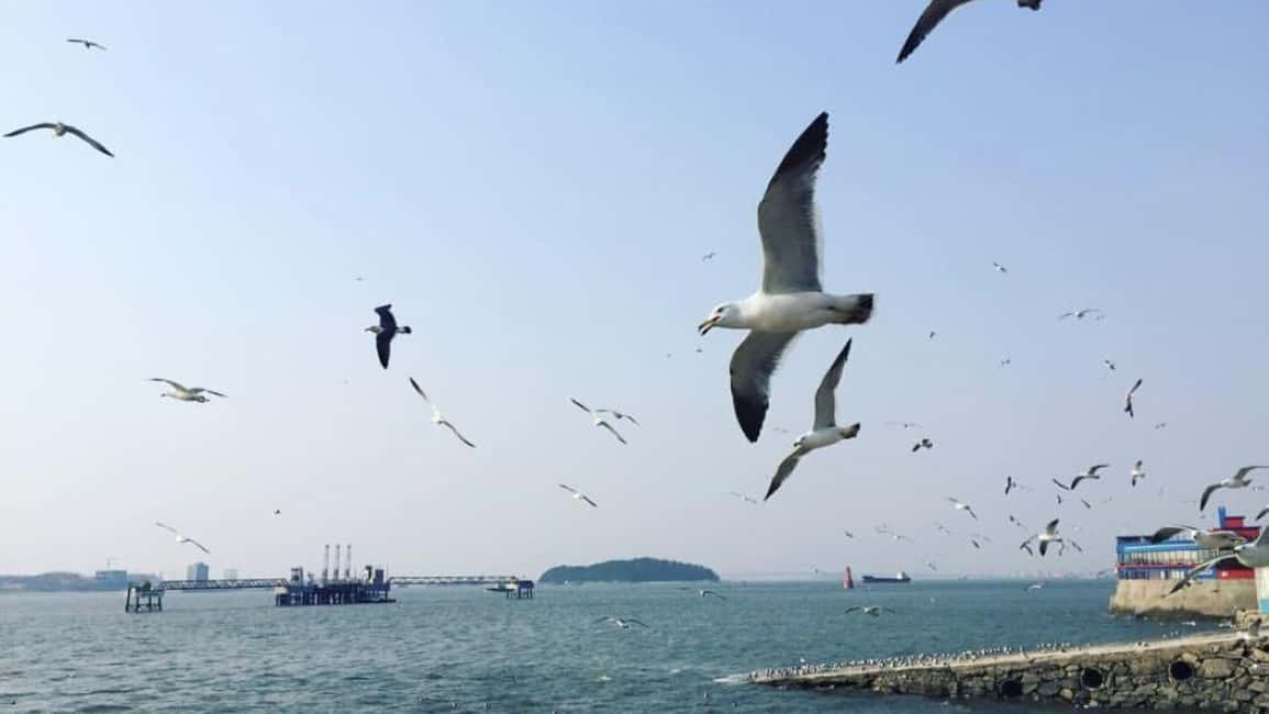 image n.9 of Seoul to Incheon Day Tour: Luge Ride, Railbike & Ferry Ride activity in Seoul, uploaded by supplier