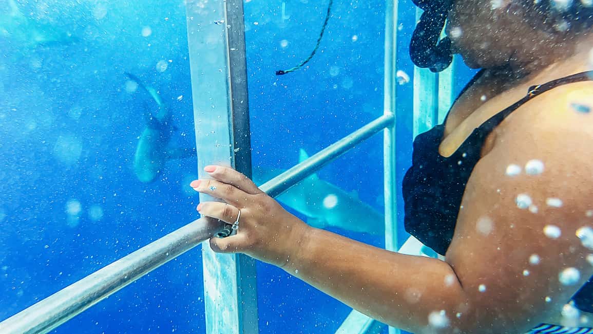 image n.16 of Oahu: Shark Cage Dive on the North Shore activity in Honolulu, uploaded by supplier