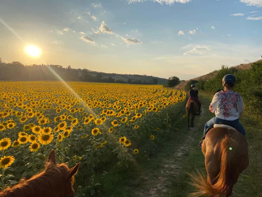 imagen n.º 5 de Siena: Paseos a caballo con Siena al fondo actividad en Siena, subida por el proveedor