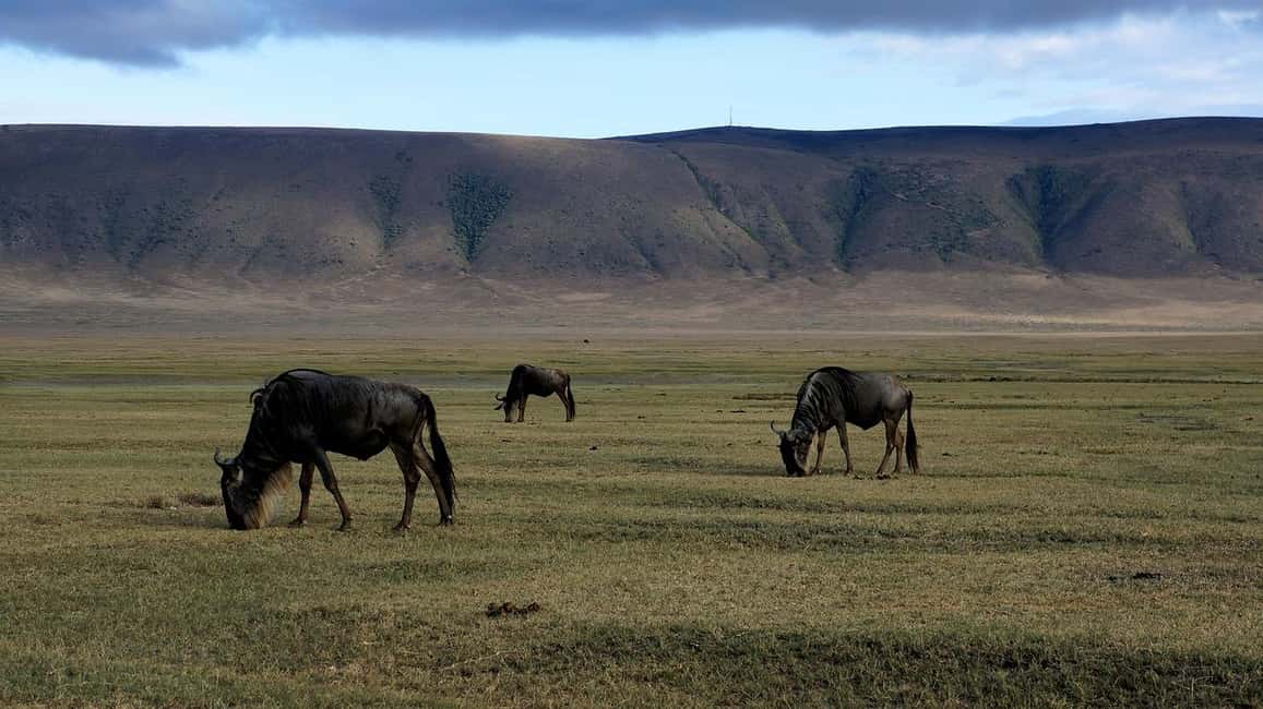 Image N°14 de Arusha : Safari en camping de plusieurs jours au Serengeti et au Ngorongoro activité à Région d'Arusha, publiée par le prestataire