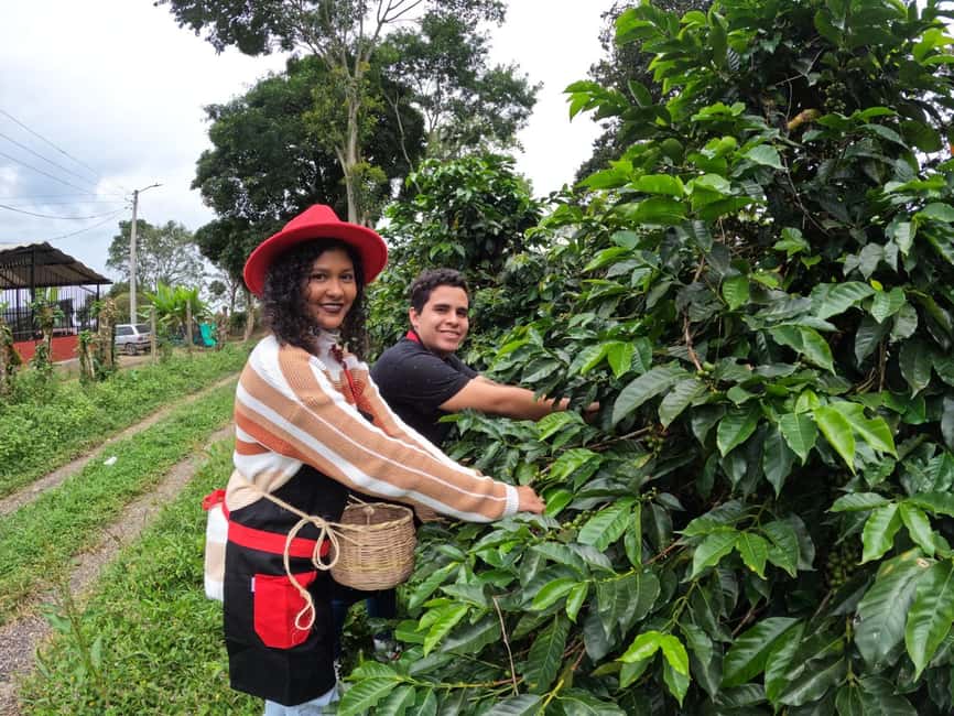 imagem n.25 de Bogotá: Tour do café colombiano com partida diária da fazenda atividade em Fusagasugá, carregada pelo fornecedor