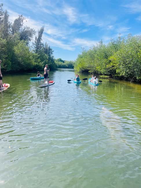 bild nr.13 av Merritt Island: Manatee Watching Paddel eller Kajak Tour aktivitet i Merritt Island, uppladdad av arrangören