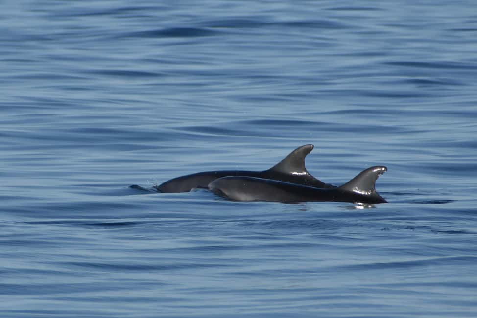 bild nr.6 av Vrsar: Båtresa med delfinskådning aktivitet i Vrsar, uppladdad av arrangören