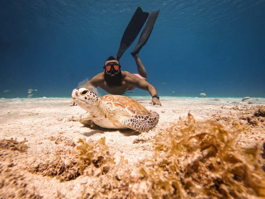 afbeelding n.3 van Curaçao: Playa Piskado Seabob Avontuur (Zeeschildpadden) activiteit in Curaçao, geüpload door aanbieder