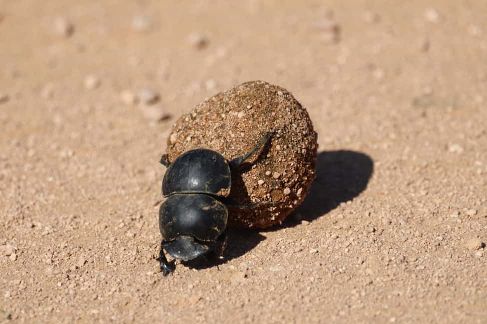 image n.8 of Full-Day Addo Park & Schotia Game Reserve (Open 4x4 vehicle) activity in Eastern Cape, uploaded by supplier