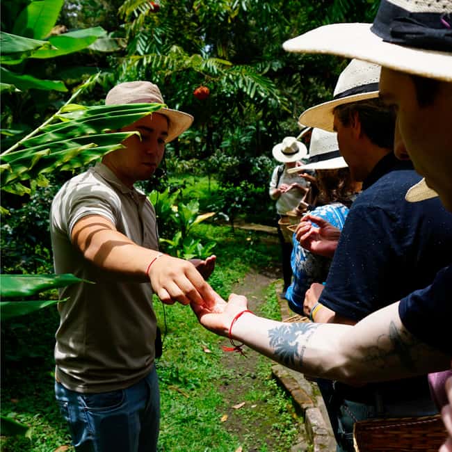 image n.4 of From Bogotá: Coffee Farm and Tequendama Falls Tour activity in Cundinamarca, uploaded by supplier