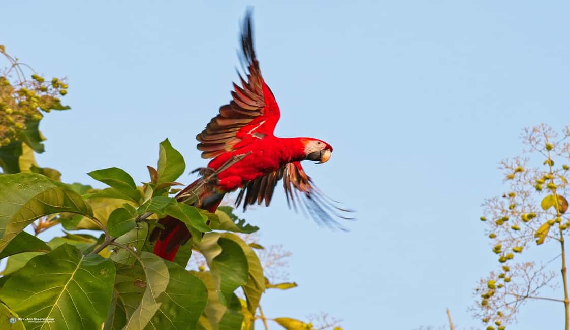 image n.76 of Carara National Park: Best Tour Carara National Park-One Day activity in Puntarenas Province, uploaded by supplier