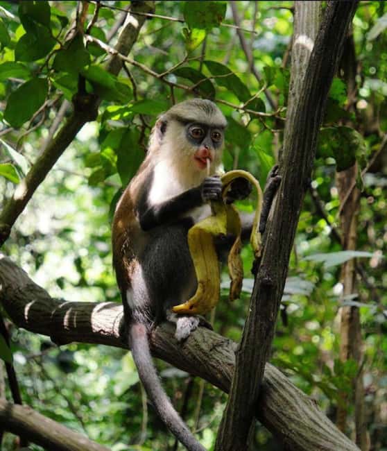 image n.4 of Accra: Tafi Kente Village, Monkey Sanctuary &Ote Waterfalls activity in Ho, Ghana, uploaded by supplier