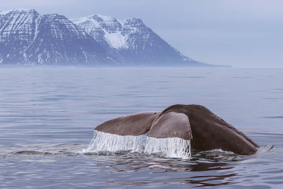 image n.9 of From Dalvik: Arctic Whale Watching in Northern Iceland activity in Northeastern Region, Iceland, uploaded by supplier