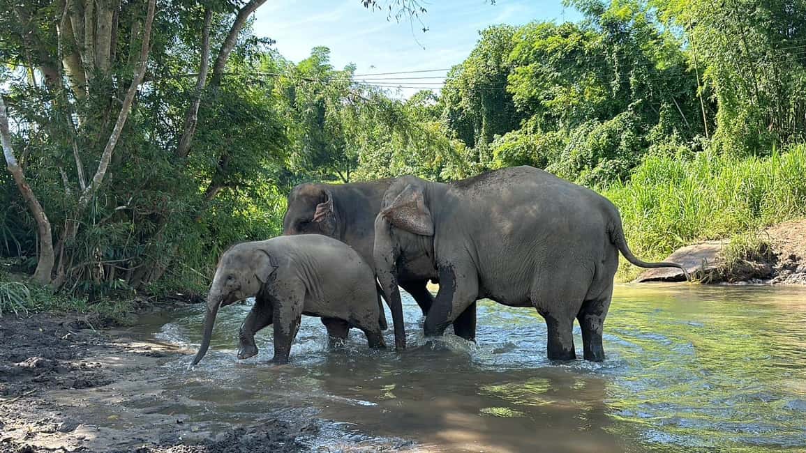 image n.32 of Chiang Mai: Elephant Sanctuary & Waterfall Group Tour activity in Chiang Mai, uploaded by supplier