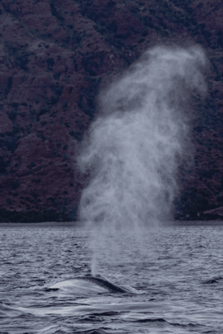 image n.3 of Loreto: Whale Watching Cruise with Transfers and Lunch activity in Baja California, uploaded by supplier