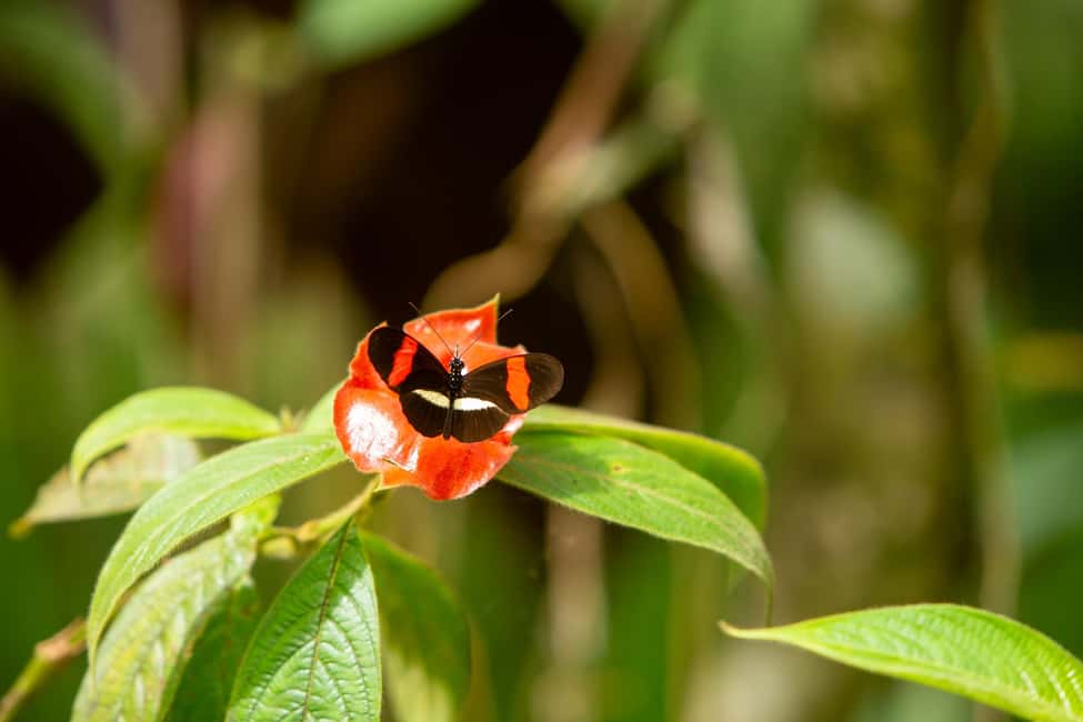 image n.4 of Manuel Antonio Villa Vanilla spice tour activity in Puntarenas Province, uploaded by supplier