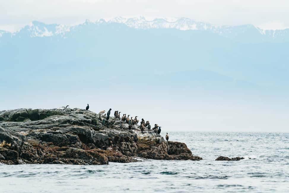 imagem n.11 de Victoria: Aventura de 3 horas de observação de baleias num barco Zodiac atividade em Victoria, Colúmbia Britânica, carregada pelo fornecedor