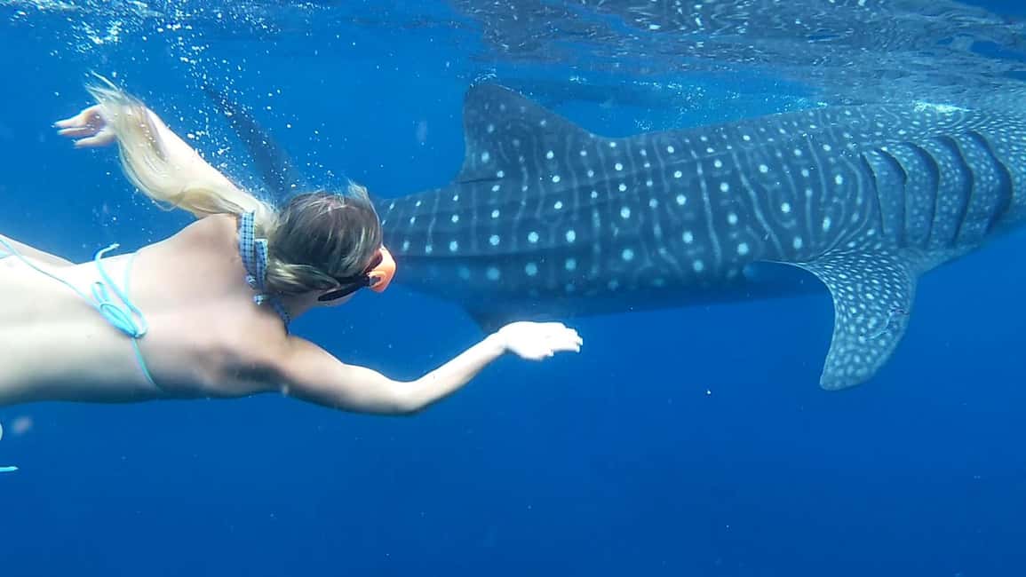 imagem n.3 de Cebu: Natação com tubarões-baleia e excursão de canoagem em Kawasan atividade em Badian, carregada pelo fornecedor